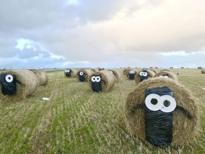 Local young farmers make it through to ‘bale art’ finals