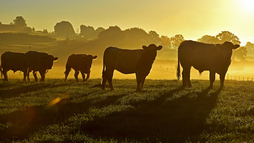 BSE case confirmed on Aberdeenshire farm