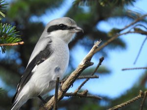 A rare visitor appears in Eday