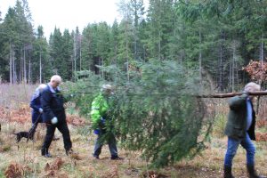 Tree destined for St Magnus Cathedral felled in Norway