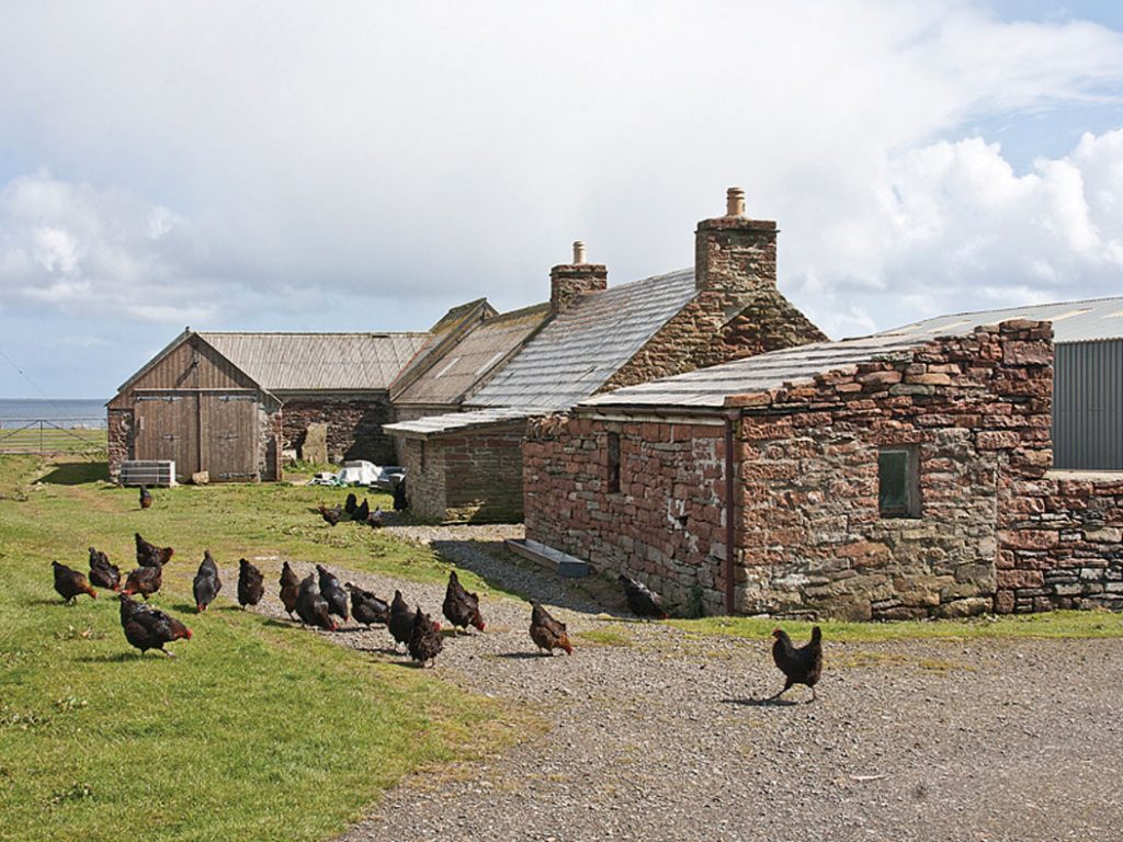 Image-3-Steading-and-chicken-house