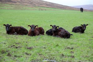 Farmers urged to apply to suckler calf scheme as deadline approaches