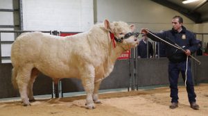 Bulls on show at Orkney Auction Mart