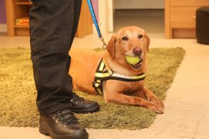 Variety concert to aid drugs dog charity