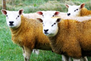 Dog owners urged to remain vigilant during lambing season