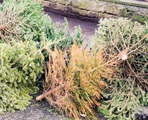 Christmas tree collection reminder