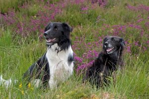 Campaign offers advice for dog owners around livestock