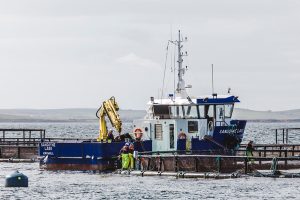 Autumn opening for new Scapa Flow sea farm