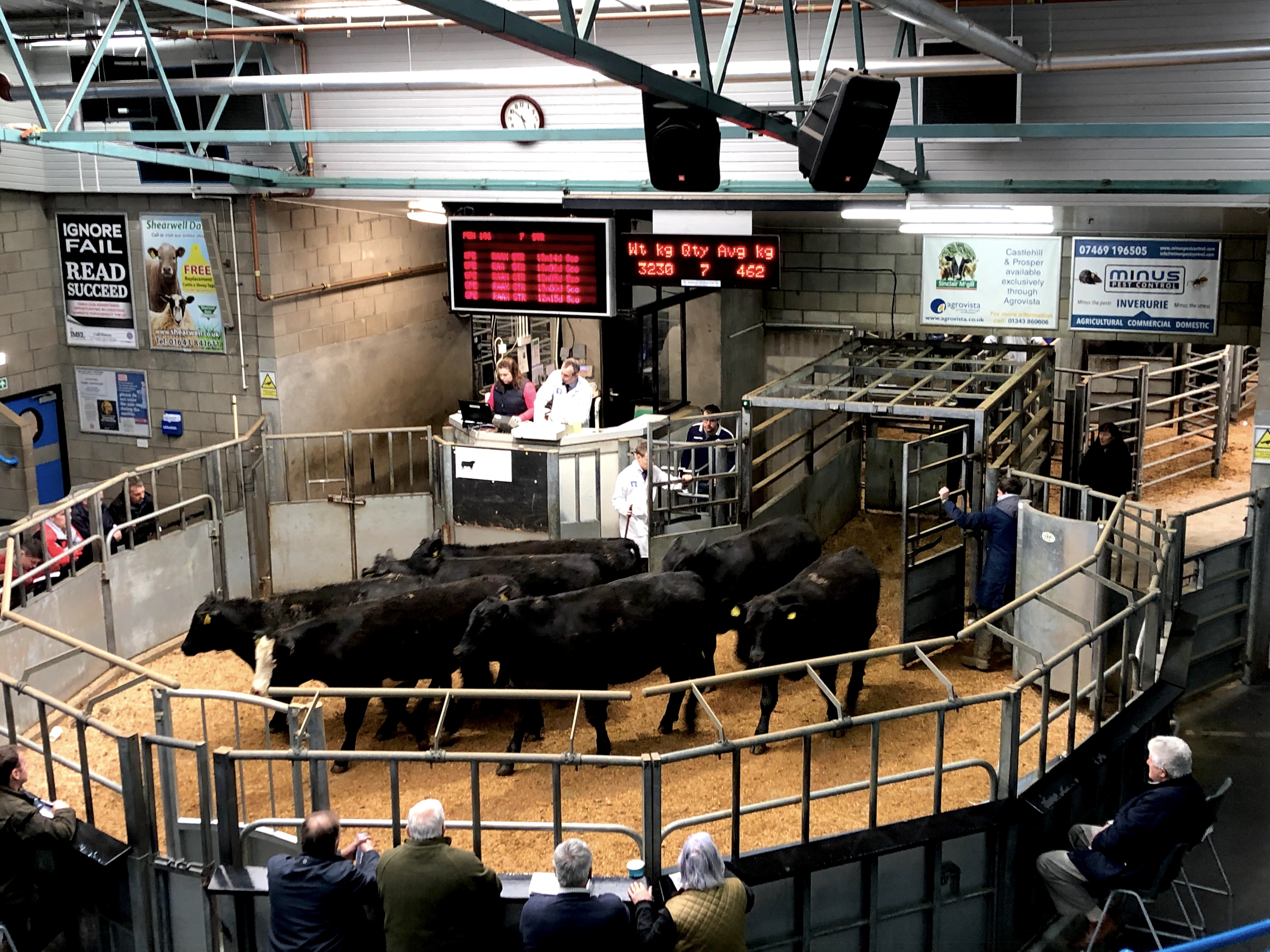 Sanday bullock catches judge’s eye at Thainstone show