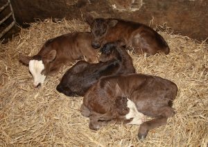 Against the odds — Toab cow calves quadruplets