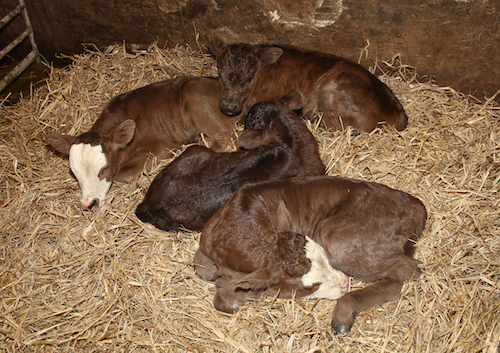 Against the odds — Toab cow calves quadruplets
