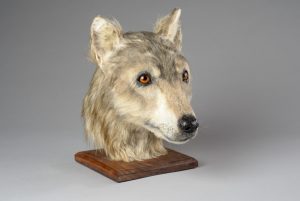 Forensic reconstruction reveals face of man’s ancient four-legged friend