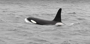 Whales put on a show