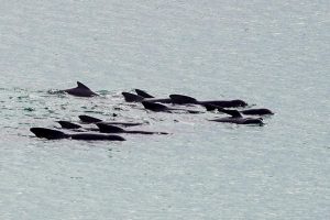 Pilot whales cause concern off Stronsay and Sanday