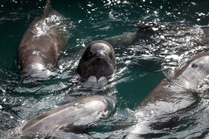 Pilot whales remain in Kirkwall Bay