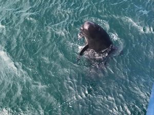 Whales make a splash at Hatston Pier