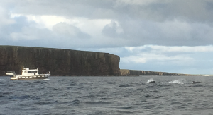 Stronsay pilot whales back out to sea