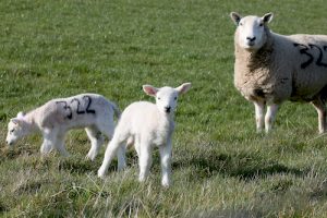 Less than two weeks until Single Application Form deadline