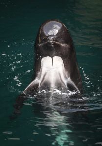 Hatston pilot whales head back out to sea