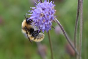 Bumblebee search launched