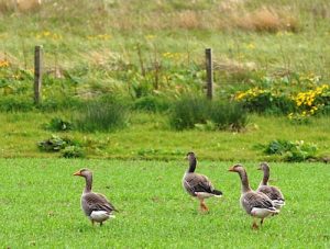 New series of goose-tackling measures unveiled by SNH