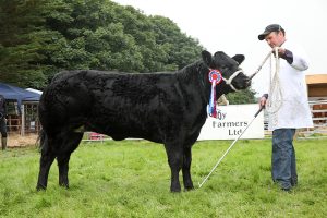 Sebay View heifer takes the wins at the County Show