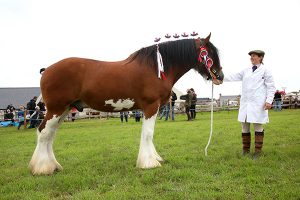 Cromarty takes the double at ‘Hope Show