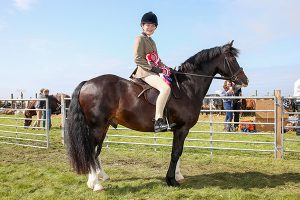 Welsh Cob named Champion of the Yard in Sanday