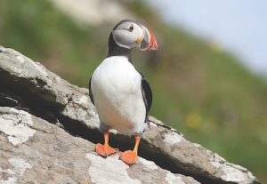 Could you be the UK’s best wild bird photographer? — competition seeks bird snaps