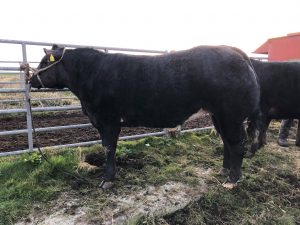 Over-wintering competition goes ahead despite coronavirus adversity