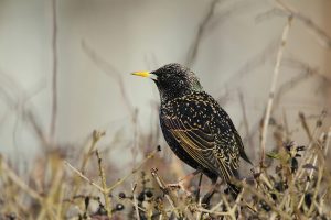 Starlings retain top billing in Orkney gardens