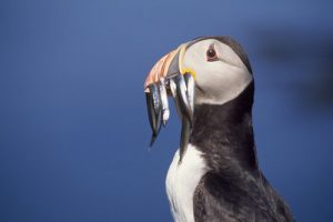 ‘Puffarazzi’ project seeks public’s puffin snaps