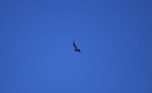 Twitchers delight as rare petrel sighted in Scapa Flow