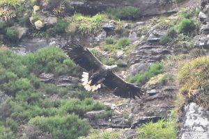 White-tailed eagles raising twins on Hoy during lockdown
