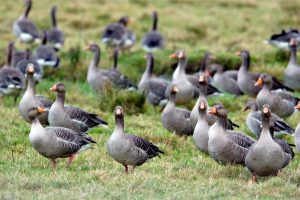 Goose management project to continue ‘once restrictions ease’