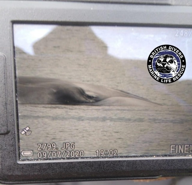 Whale being monitored off Burray