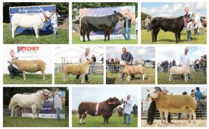 Get ready for The Orcadian’s online livestock show!