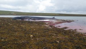 Burray whale dies