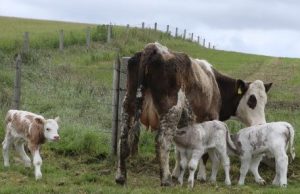 Stenness farm welcomes triplet calves