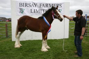Ready, Set, Show! horses – Prince William given the thumbs up