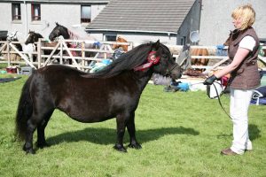 Ready, Set, Show! horses – little and large match-up