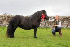 Ready, Set, Show! Horses – Shetland Ponies face-off