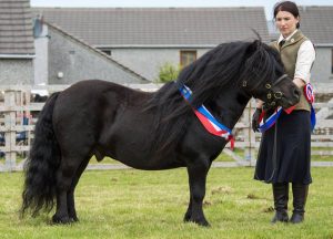 Ready, Set, Show! horses – Wells Reliance makes the final!