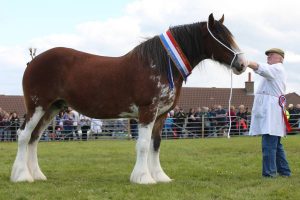 Downhill Snowflake is judge’s favourite in Clydesdale class