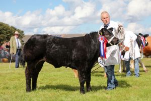Ready, Set, Show! – Sebay Farm stot and Upper Cornquoy ewe secure the public vote