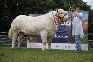 Ready, Set, Show! Day two – Charolais and Charollais face off