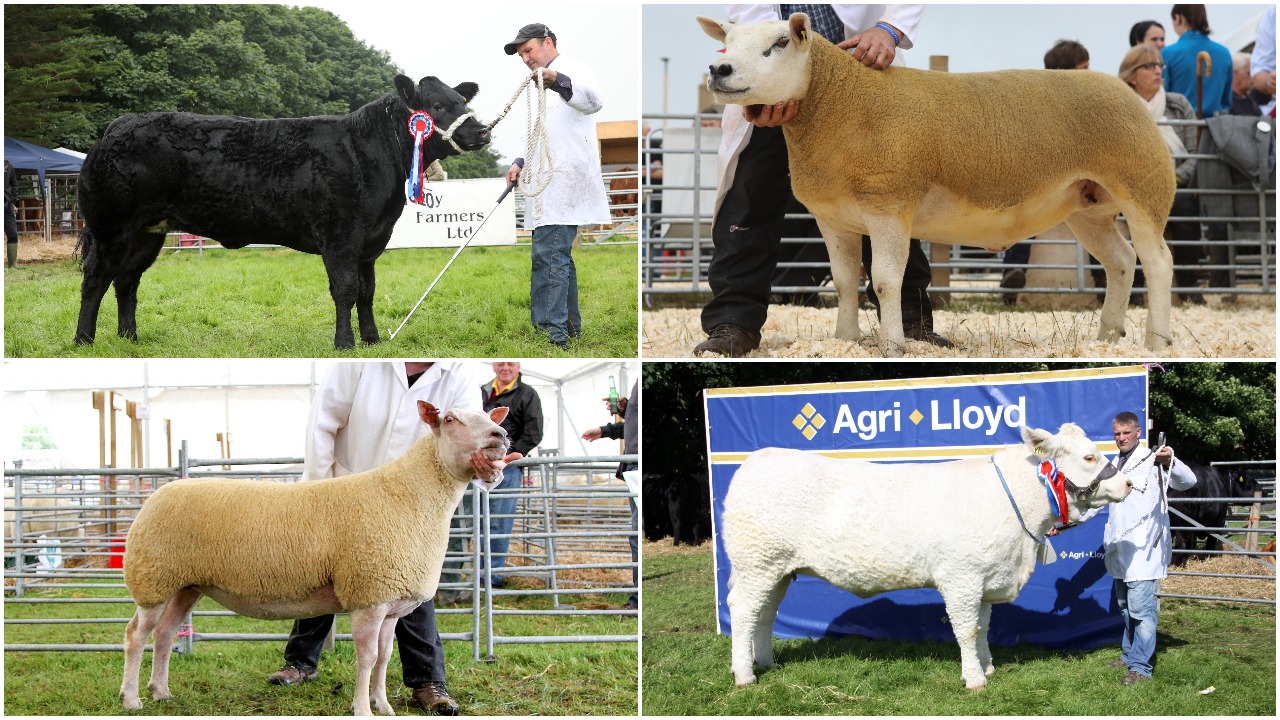 Day five – sheep and cattle semi-finals commence
