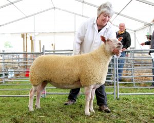 Day two sees Biggings heifer and Overhouse gimmer catch judge’s eye