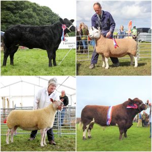 Ready, Set, Show! – the sheep and cattle final is here!