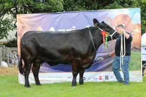 Day six – a match-up of native breed cattle and Cheviots in second semi-final